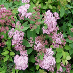 Spiraea japonica 'Odensala'